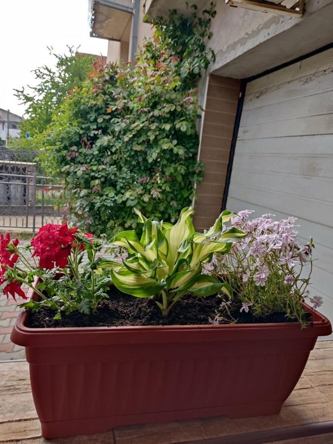 Apartment Fenix Ni Екстериор снимка